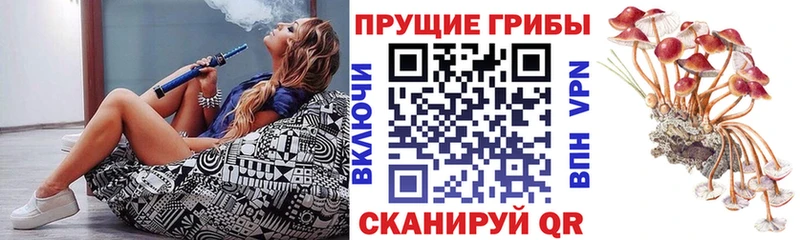 Купить  Бугульма  Псилоцибиновые грибы Psilocybe 